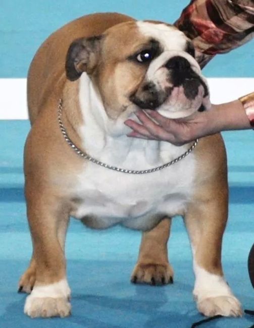 Detalle perros - 1