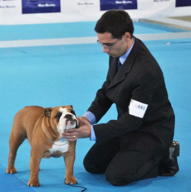 Detalle perros - 3