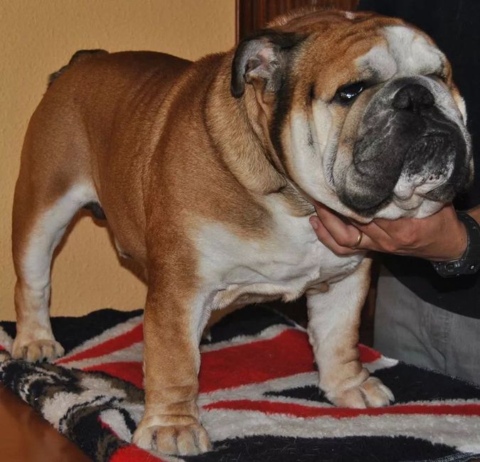 Detalle perros - 5