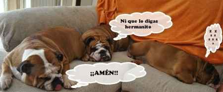 Mascotas en la boda!  - 3