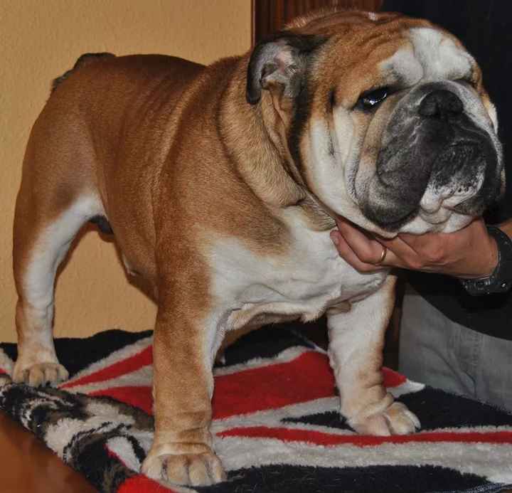 Detalle perros - 5