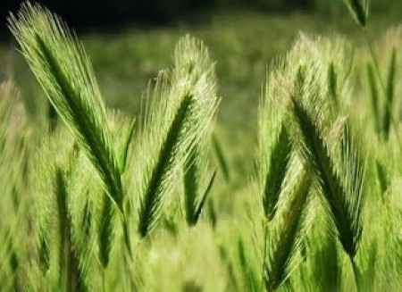 Espigas naturales 