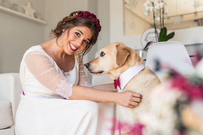 Necesito que me ayudeis con los complementos de mis perritos! 2