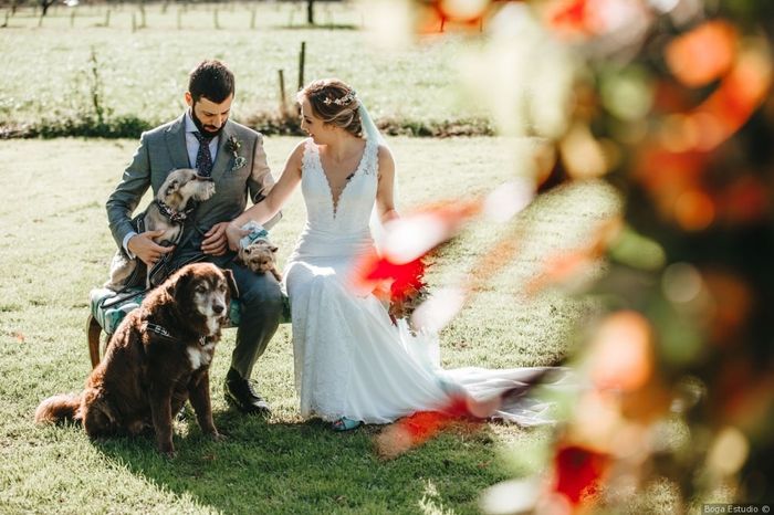 ¿Tendrán algún papel vuestros peluditos en la boda? 🐶 1