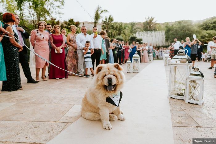 ¿Qué te parece el look de este invitado? 🐶 1