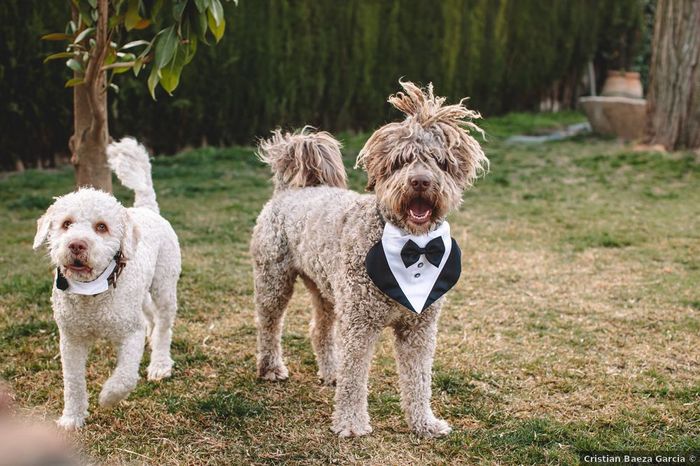 ¿Te animarías a vestir así a tus peluditos? 🐶 1