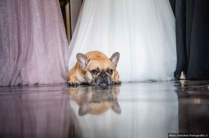 El peludito presente en vuestra boda es...🐱 - 1