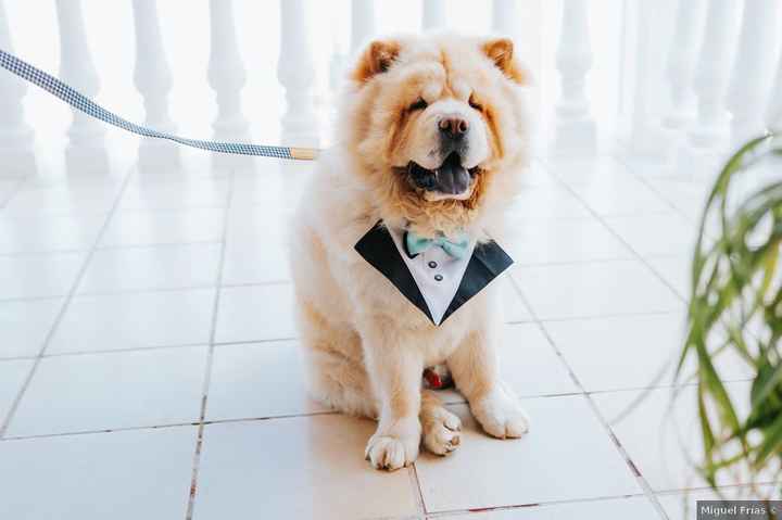 ¿Qué te parece el look de este invitado? 🐶 - 2