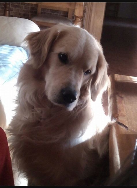 ¿Cómo se llama vuestra mascota? - 2