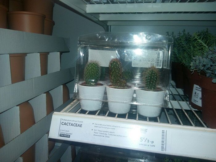 Plantitas para hombre y mujeres? - 1