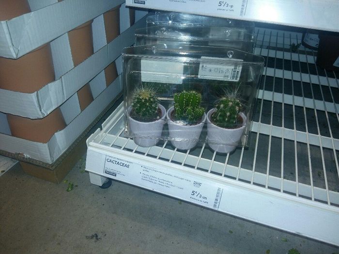 Plantitas para hombre y mujeres? - 2