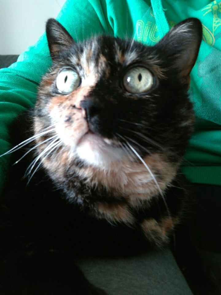 Mi mascota se llama _______ - 2