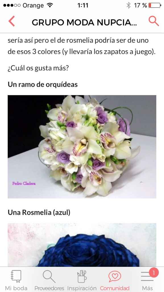 Ayuda elección ramo - 14