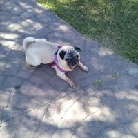 Mi Manuela