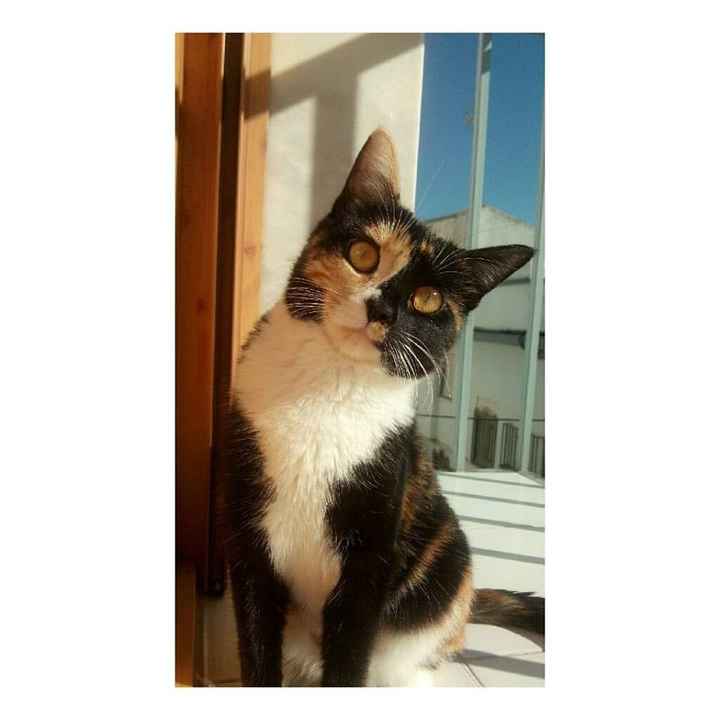Noa 1