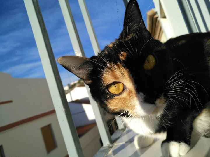 ¿Cómo se llama vuestra mascota? - 1