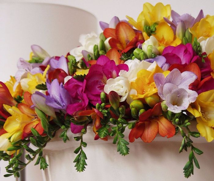 Fresias