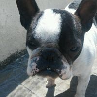 Nuestras mascotas!! - 1