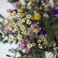 flores