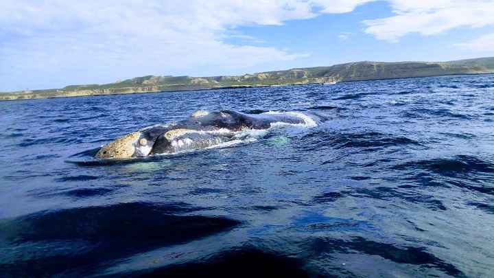 Ballenas en Puerto Madryn - Argentina