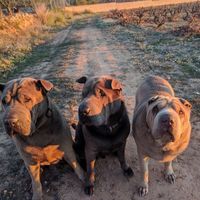 Invitados especiales: ¿llevarás a tu mascota a la boda? - 1