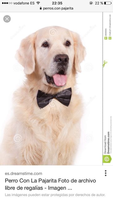 Mascotas boda - 1