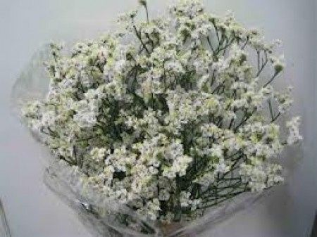 Limonium Blanco
