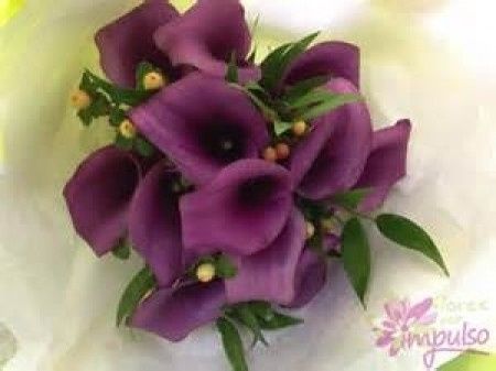 Calas moradas
