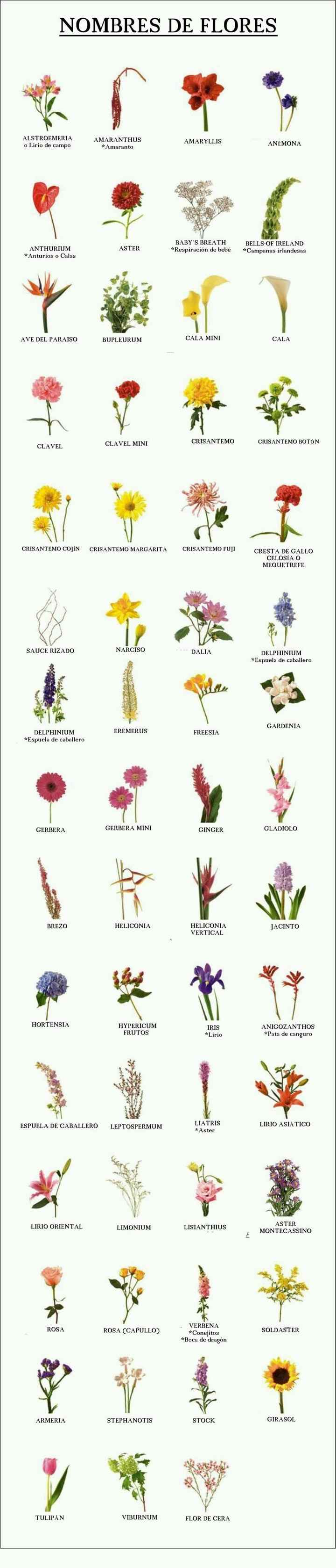 Catálogo de flores más habituales para ramos de novia - 1