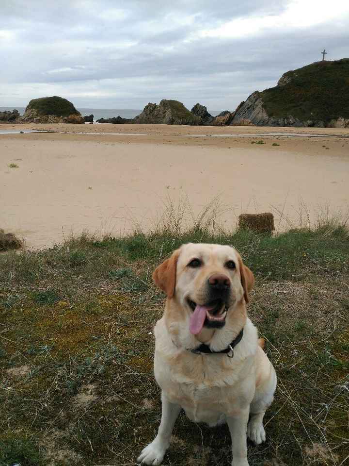 ¡4 fotos de mascotas para morir de amor! - 1