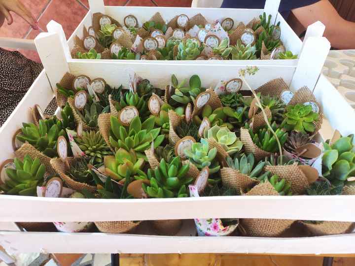 Idea para plantitas suculentas - 1
