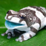 PatriPa