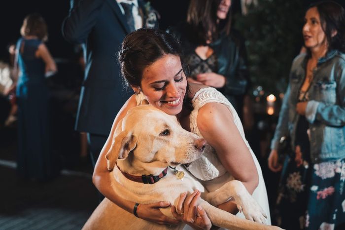 Perro en la boda? Si o no? - 2