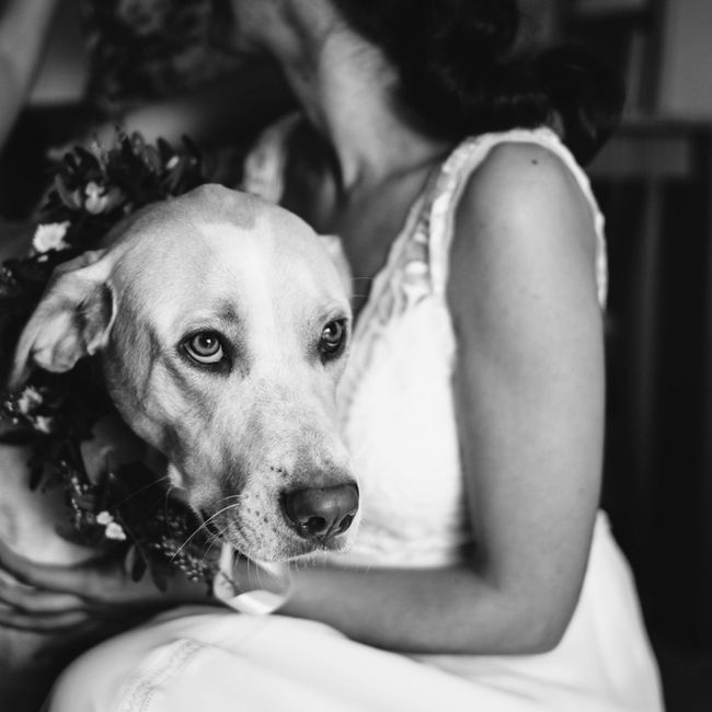 Mascotas en fotos de boda 7