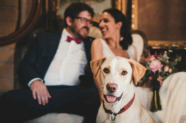 5 formas de que tu mascota participe en la boda - 4