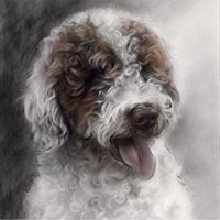  Dibujo de perro de aguas - 1