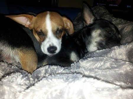 Nuestras mascotas!! - 2