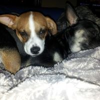 Nuestras mascotas!! - 2