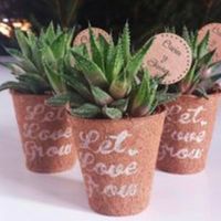 Marcasitios para cactus? - 1