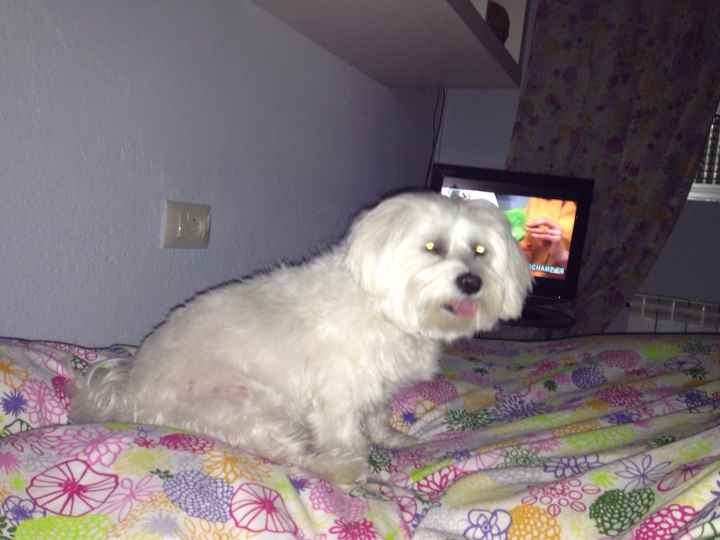 Nuestras mascotas!! - 1