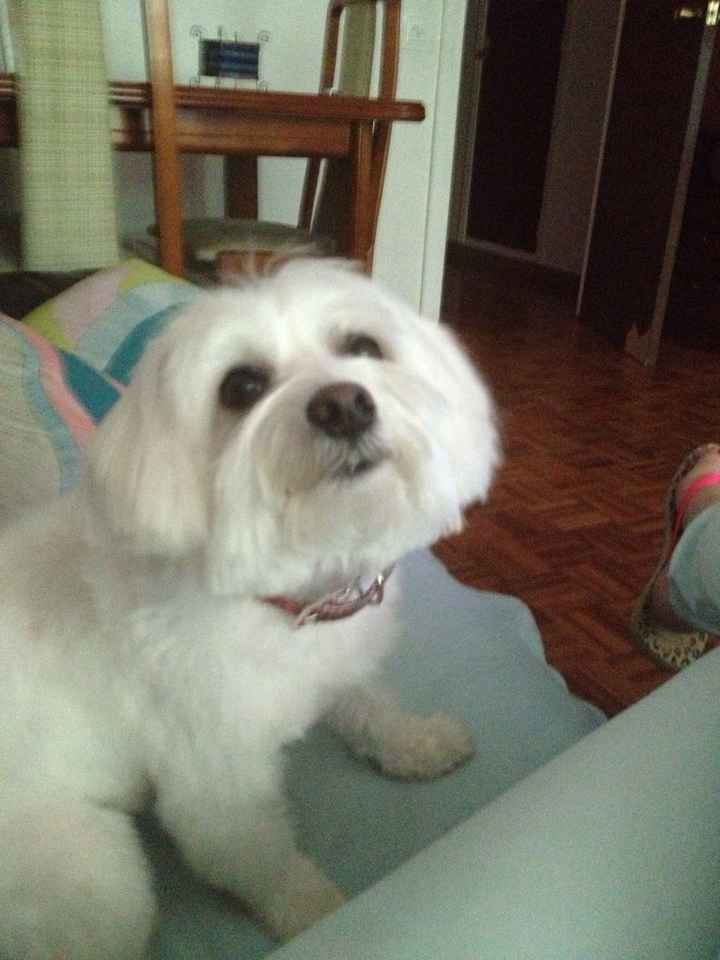 Nuestras mascotas!! - 1
