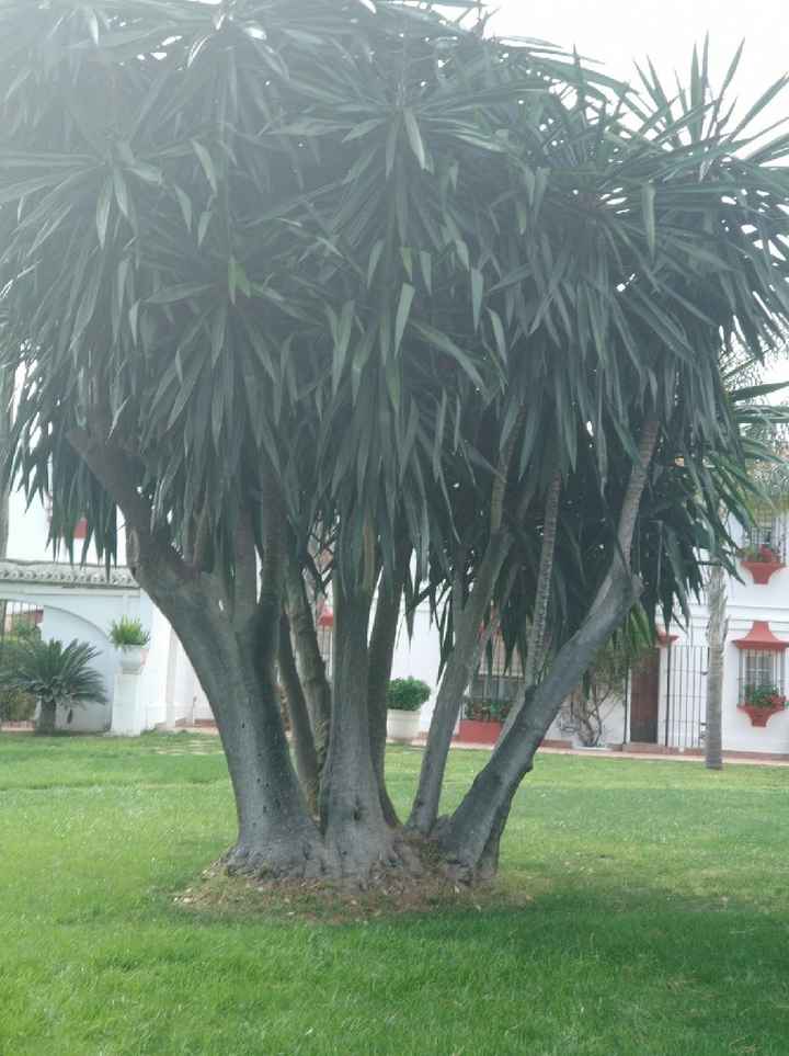 Ayuda para decorar un árbol. - 1