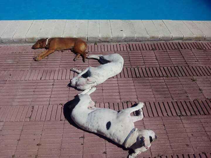 ¿Cómo se llama vuestra mascota? - 1