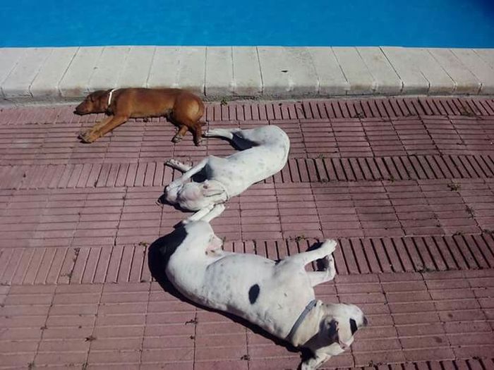 ¿Cómo se llama vuestra mascota? - 1