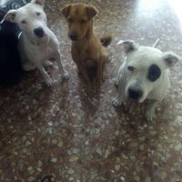 7 bodas con animales - 1