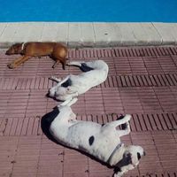 ¿Cómo se llama vuestra mascota? - 1