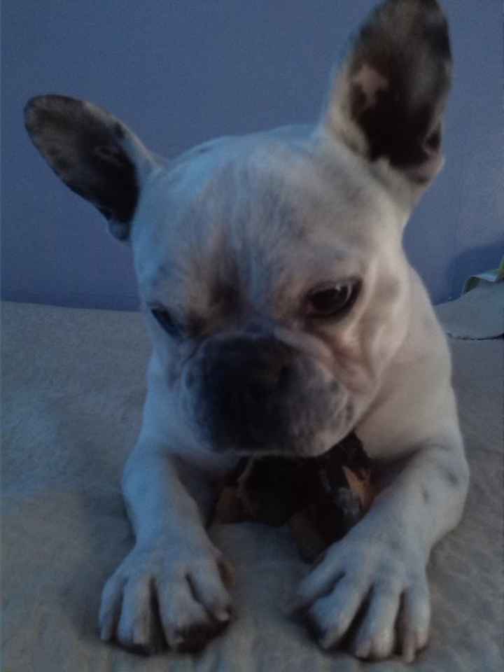 Nuestras mascotas!! - 1