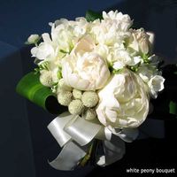 este de peonias blancas