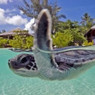 Seaturtle