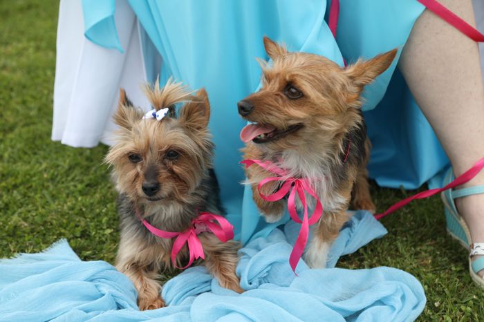 Mascotas en la boda 1